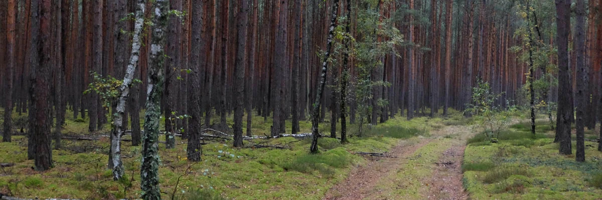 foret